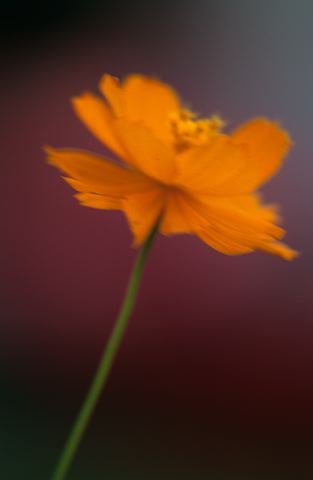 Flower;Blooming;Blossom;Bloom;Plants;Flowering;Botanical;Nature;Petal;Garden;Colorful;Outdoor;Vegetation;Natural;Floral;Herb;Flowers;Stamen;Pistil;Stem;Abstract;Abstractions;Patterns;Shapes;Textures;Colors;Orange