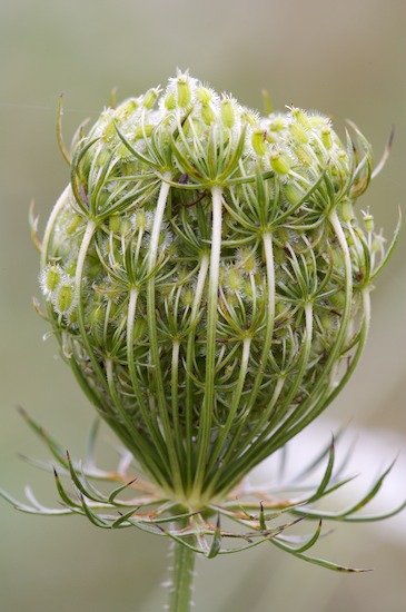 Abstract;Abstractions;Bloom;Blossom;Blossoms;botanical;botanicals;botany;flora;Floret;Flower;Floweret;Flowers;Green;greenery;herb;herbage;Patterns;Petal;Petals;Pistel;plant;plants;Shapes;shrub;Stamen;Textures;vegetation;White