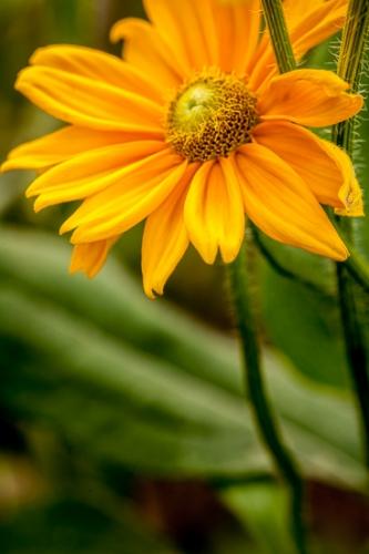 Bloom;Blossom;Blossoms;Calm;Floret;Floweret;Flowering;Flowers;Healing;Health care;Healthcare;Petal;Petals;Pistil;Preparations;Stamen;Wedding;bloom;flora;floral;flower;peaceful;restful;serene;soothing;tranquil