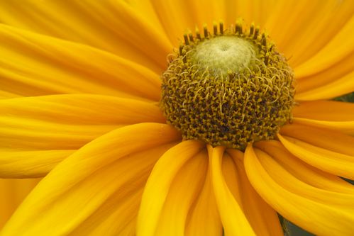 Floret;Floweret;Stamen;Pistel;Petals;Petal;Blossoms;Blossom;Bloom;Flowers;Flower