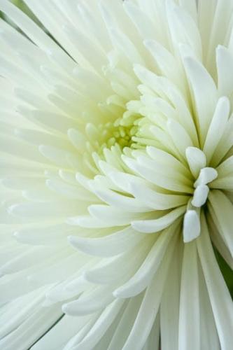 Bloom;Blossom;Blossoms;Color;Floret;Flower;Floweret;Flowering;Flowers;Petal;Petals;Pistil;Preparations;Stamen;Wedding;White;bloom;flora;floral