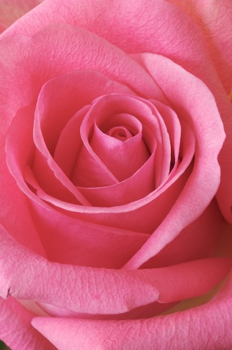 Abstract;Abstractions;Bloom;Blossom;Blossoms;Floret;Flower;Floweret;Flowering;Flowers;Patterns;Petal;Petals;Pink;Pistel;Rose;Shapes;Stamen;Textures