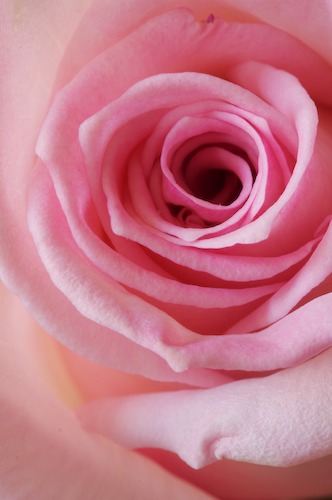 Abstract;Abstractions;Bloom;Blossom;Blossoms;Floret;Flower;Floweret;Flowering;Flowers;Patterns;Petal;Petals;Pink;Pistel;Rose;Shapes;Stamen;Textures