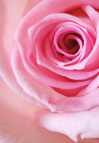 Abstract;Abstractions;Bloom;Blossom;Blossoms;Floret;Flower;Floweret;Flowering;Flowers;Patterns;Petal;Petals;Pink;Pistel;Rose;Shapes;Stamen;Textures