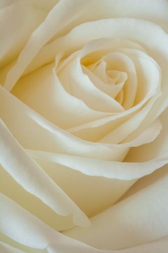 Bloom;Blossom;Blossoms;Floret;Floweret;Flowering;Flowers;Petal;Petals;Pistil;Rose;Stamen;White;bloom;color;flora;floral;flower;plants