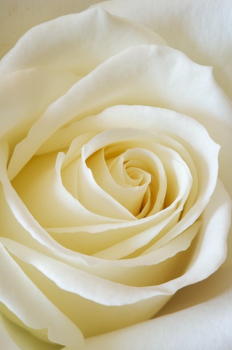 Abstract;Abstractions;Bloom;Blossom;Blossoms;Floret;Flower;Floweret;Flowering;Flowers;Patterns;Petal;Petals;Pistel;Rose;Shapes;Stamen;Textures;White