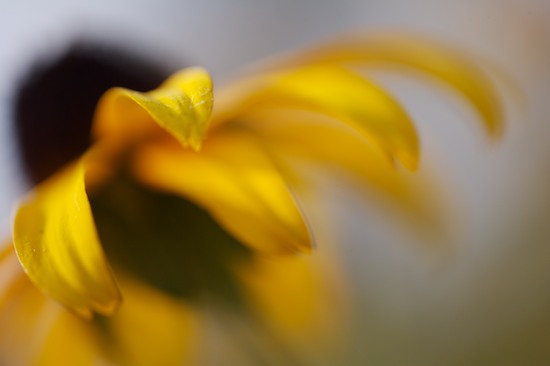 Bloom;Blooming;Blossom;Botanical;Colorful;Floral;Flower;Flowering;Flowers;Garden;Herb;Natural;Nature;Outdoor;Petal;Pistil;Plants;Stamen;Stem;Vegetation