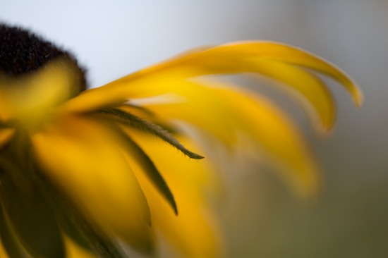 Bloom;Blooming;Blossom;Botanical;Colorful;Floral;Flower;Flowering;Flowers;Garden;Herb;Natural;Nature;Outdoor;Petal;Pistil;Plants;Stamen;Stem;Vegetation