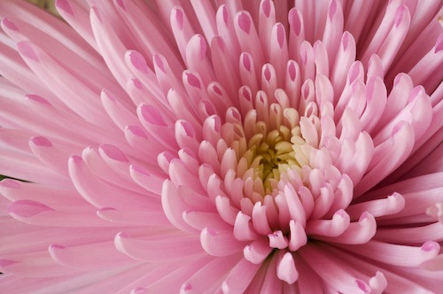 Bloom;Blossom;Blossoms;Floret;Flower;Floweret;Flowering;Flowers;Lavender;Petal;Petals;Pink;Pistel;Purple;Stamen