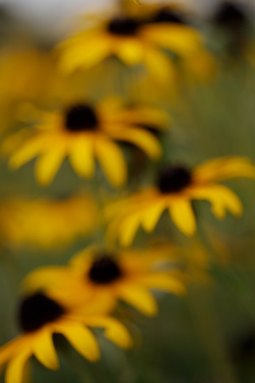 Bloom;Blooming;Blossom;Botanical;Colorful;Floral;Flower;Flowering;Flowers;Garden;Herb;Natural;Nature;Outdoor;Petal;Pistil;Plants;Stamen;Stem;Vegetation