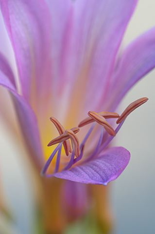 Abstract;Abstractions;Patterns;Shapes;Textures;Flower;Blooming;Blossom;Bloom;Plants;Flowering;Botanical;Nature;Petal;Garden;Colorful;Outdoor;Vegetation;Natural;Floral;Herb;Flowers;Stamen;Pistil;Stem