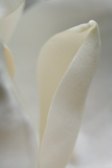 Abstract;Abstractions;Bloom;Blossom;Blossoms;Floret;Flower;Floweret;Flowering;Flowers;Patterns;Petal;Petals;Pistil;Shapes;Stamen;Textures;White