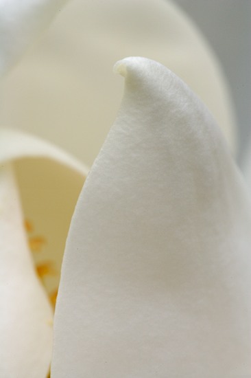 Abstract;Abstractions;Bloom;Blossom;Blossoms;Floret;Flower;Floweret;Flowering;Flowers;Patterns;Petal;Petals;Pistil;Shapes;Stamen;Textures;White