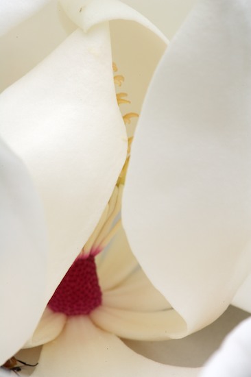 Abstract;Abstractions;Bloom;Blossom;Blossoms;Floret;Flower;Floweret;Flowering;Flowers;Patterns;Petal;Petals;Pistil;Shapes;Stamen;Textures;White