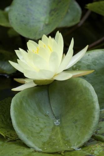 Botany;Herbaceous;Plants;Greenery;Botanicals;Green;Flora;Foliage;Herb;Herbage;Vegetation