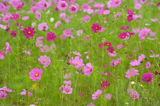 Bloom;Blossom;Blossoms;Floret;Flower;Floweret;Flowers;Green;Lavender;Magenta;Petal;Petals;Pink;Pistil;Red;Stamen;coreopsis