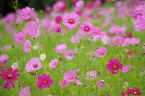 Petal;Bloom;Flowers;Green;Blossom;Flower;Blossoms;Pistil;Stamen;Petals;Floweret;Floret