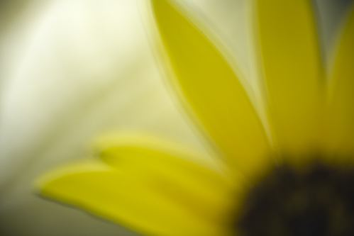 Textures;Shapes;Patterns;Abstractions;Abstract;Floret;Floweret;Stamen;Pistel;Petals;Petal;Blossoms;Blossom;Bloom;Flowers;Flower;botanical;plant;plants;botanicals;botany;vegetation;greenery;flora;herbage;herb;shrub;Yellow