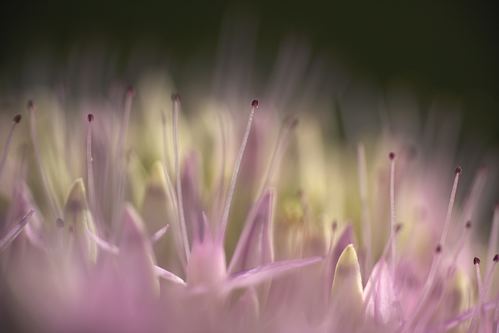 Textures;Shapes;Patterns;Abstractions;Abstract;Floret;Floweret;Stamen;Pistel;Petals;Petal;Blossoms;Blossom;Bloom;Flowers;Flower;botanical;plant;plants;botanicals;botany;vegetation;greenery;flora;herbage;herb;shrub