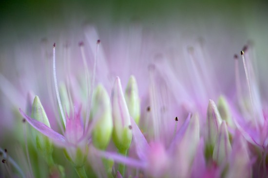 Abstract;Abstractions;Bloom;Blossom;Blossoms;Botanical;Botanicals;botany;flora;Floret;Flower;Floweret;Flowers;Green;greenery;herb;herbage;Lavender;Patterns;Petal;Petals;Pink;Pistil;plant;plants;Purple;Shapes;shrub;Stamen;Textures;Vegetation;White