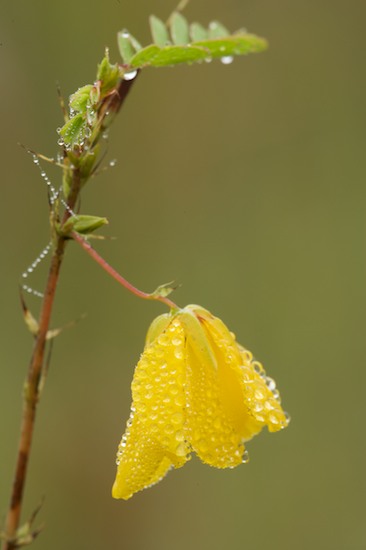 Bloom;Blossom;Blossoms;Damp;Dew;Dewy;Drop;Droplet;Floret;Flower;Floweret;Flowering;Flowers;Moisture;Petal;Petals;Pistel;Stamen;Water;Wet;Yellow