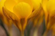 Abstract;Bloom;Blossom;Flower;Flowering;Flowers;Orange;Petal;Petals;Yellow