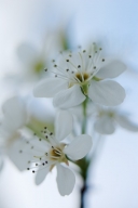 Abstract;Bloom;Blossom;Flower;Flowering;Flowers;Petal;Petals;Spring;Stamen;White