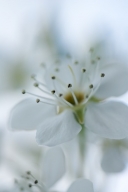 Abstract;Bloom;Blossom;Flower;Flowering;Flowers;Petal;Petals;Spring;Stamen;White