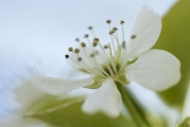 Petals;Petal;Bloom;Green;Flowers;Abstract;White;Blossom;Spring;Stamen;Flower;Flo