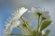 Abstract;Bloom;Blossom;Blue;Flower;Flowering;Flowers;Petal;Petals;Spring;Stamen;