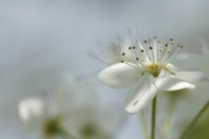 Abstract;Bloom;Blossom;Flower;Flowering;Flowers;Petal;Petals;Spring;Stamen;White