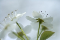 Abstract;Bloom;Blossom;Flower;Flowering;Flowers;Petal;Petals;Spring;Stamen;White