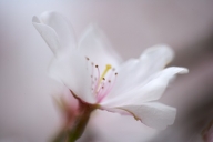 Abstract;Abstractions;Bloom;Blossom;Blossoms;Floret;Flower;Floweret;Flowering;Fl