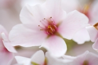 Abstract;Abstractions;Bloom;Blossom;Blossoms;Floret;Flower;Floweret;Flowering;Fl