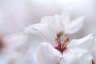 Abstract;Abstractions;Bloom;Blossom;Blossoms;Floret;Flower;Floweret;Flowering;Fl