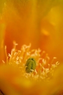 herb;Floweret;gold;Blossom;cactus;spine;flora;Floret;shrub;Texas;needle;orange;b