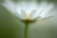 Bloom;Blossom;Blossoms;Daisies;Daisy;Floret;Flower;Floweret;Flowering;Flowers;Gr