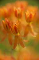 Abstract;Abstractions;Asclepias-Tuberosa;Bloom;Blossom;Blossoms;Butterfly-Weed;C