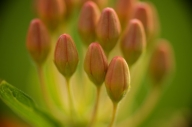 Abstract;Abstractions;Asclepias-Tuberosa;Bloom;Blossom;Blossoms;Butterfly-Weed;C