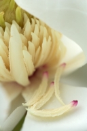 Abstract;Abstractions;Bloom;Blossom;Blossoms;Floret;Flower;Floweret;Flowering;Fl