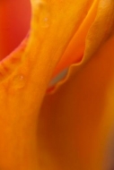 Shapes;Droplet;Dew;Patterns;Drop;Blossoms;Pistel;Floret;Dewy;Water;Damp;Flowers;