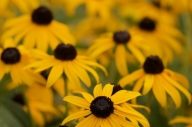 Asteraceae;Black-eyed-Susan;Bloom;Blossom;Blossoms;Brown;Floret;Flower;Floweret;