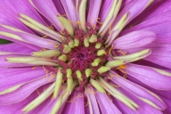 Abstract;Abstractions;Bloom;Blossom;Blossoms;Floret;Flower;Floweret;Flowering;Fl