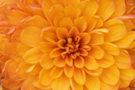 Bloom;Blossom;Blossoms;Floret;Flower;Floweret;Flowering;Flowers;Mum;Mums;Orange;