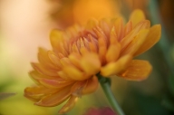 Bloom;Blossom;Blossoms;Floret;Flower;Floweret;Flowering;Flowers;Mum;Mums;Orange;