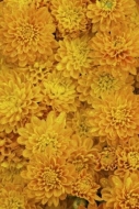 Flowers;Green;Chrysanthemum;Flower;Close-up;Blossom;Petals;Gold;Yellow;floral;Fl