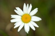 Bloom;Blossom;Blossoms;Damp;Dew;Dewy;Drop;Droplet;Floret;Flower;Floweret;Floweri