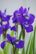 Blossom;Pistel;Floret;Petals;iris;Green;Stamen;Flower;Purple;Blossoms;Bloom;Blue