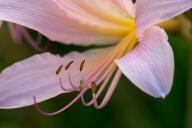 Abstract;Abstractions;Bloom;Blossom;Blossoms;Floret;Flower;Floweret;Flowering;Fl