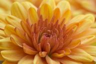 Abstract;Abstractions;Bloom;Blossom;Blossoms;Concepts;Floret;Flower;Floweret;Flo